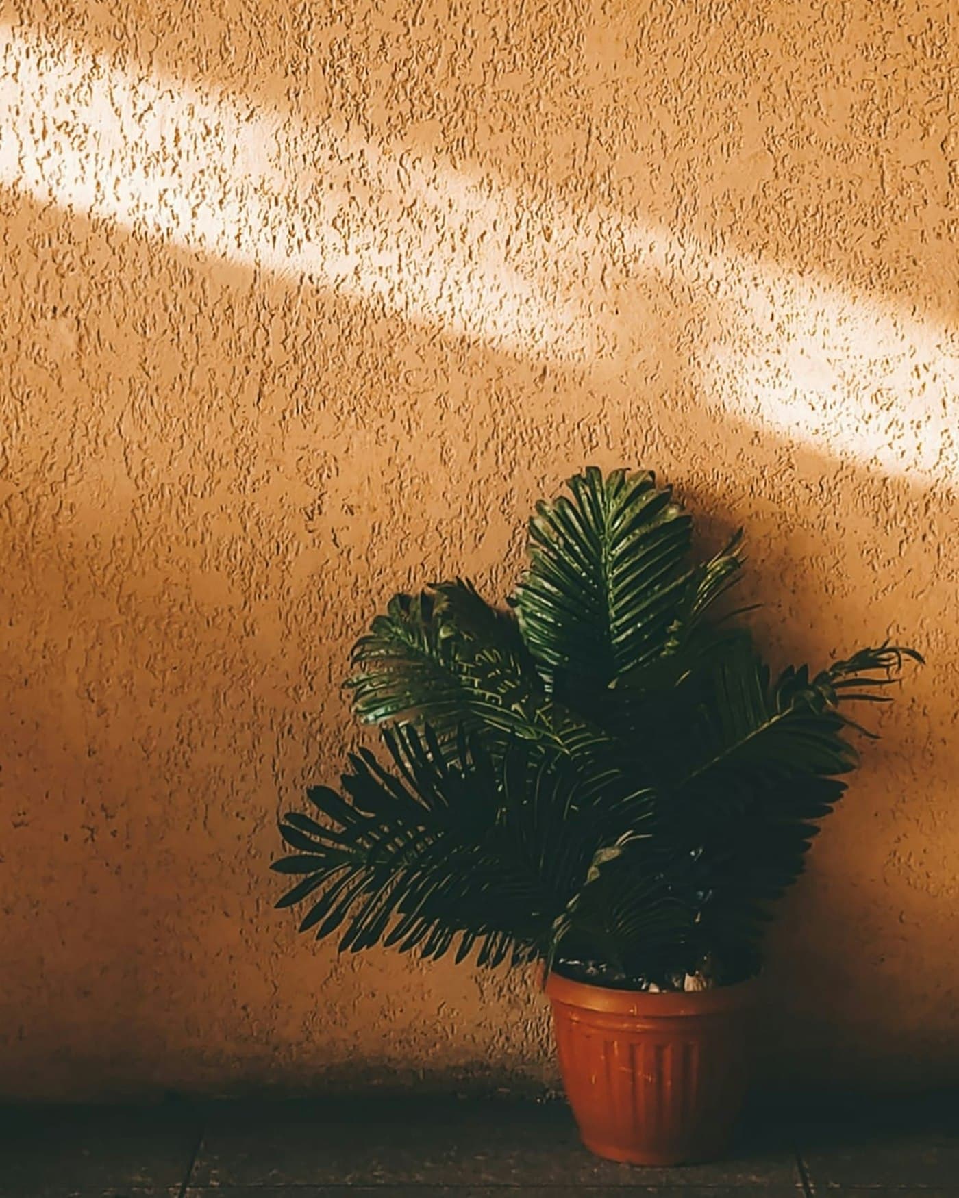 Pflanze im warmen Sonnenlicht an einer Wand