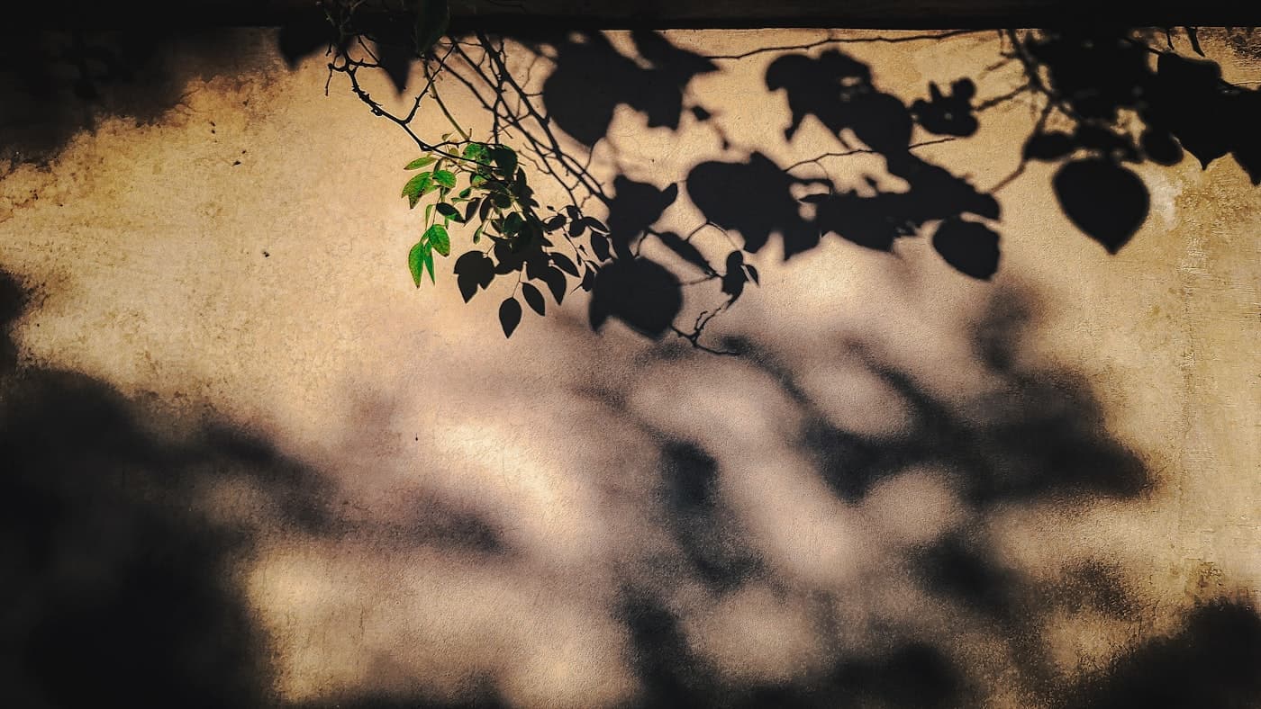 Blätterschatten auf warmer Wand im Abendlicht